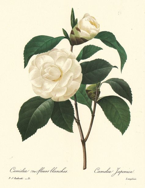 White Camellia, Camellia Japonica, Illustration Botanique, Camellia Flower, Vintage Botanical Prints, Images Vintage, Most Beautiful Flowers, Botanical Watercolor, Flower Prints Art