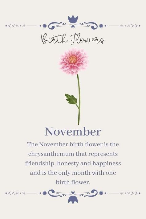 Flowers Of November, Chrysanthemum Flower Quotes, Scorpio Flower Birth Month, November Month Flower, November Birthday Month Quotes, November Month Aesthetic, Tattoo November Birth Month, Chrysanthemum Quotes, November Birth Flowers Tattoo