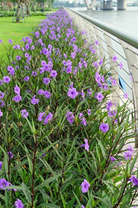 Petunias In Pots, Petunia Planter, Petunia Tattoo, Mexican Petunia, Flowering Shade Plants, Petunia Plant, Petunia Flower, Tattoo Plant, Purple Plants