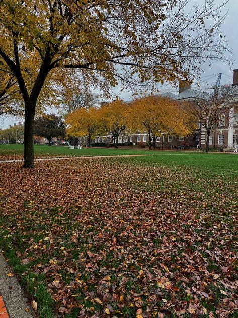 fall, fall leaves, leaves, leaf, trees, college town, college, university of delaware University Of Delaware Aesthetic, University Of Vermont Aesthetic, Delaware Aesthetic, Delaware University, 2024 Prayer, College Vibes, University Of Vermont, Student Diary, Yonsei University