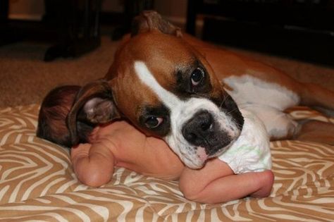 Boxer Breed, Boxer Bulldog, Boxer And Baby, Funny Boxer, Cute Boxers, Dog White, Boxer (dog), Boxer Puppy, Boxer Love