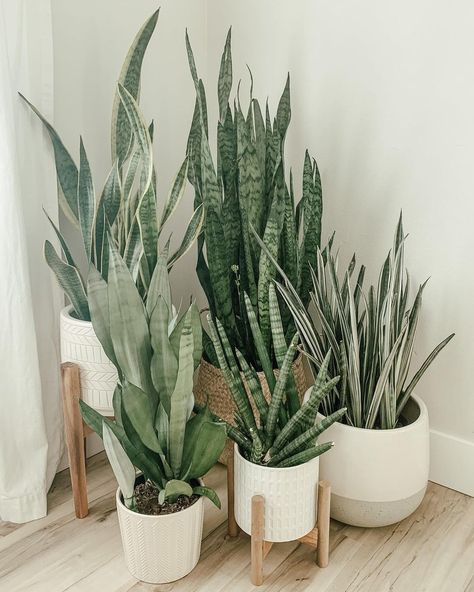 Snake Plant Photography, Snake Plant Decor Ideas, Potted Snake Plant, Snake Plant Bedroom Decor, Snake Plant In Bathroom, Snake Plant Collection, Snake Plant Bedroom, Snake Plant Pot, Snake Plant Planter Ideas