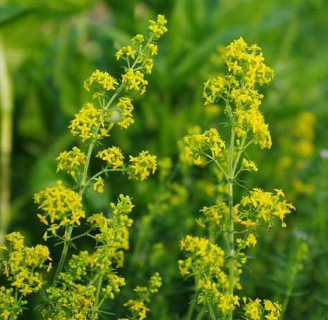 Nature's Rainbow - very helpful blog with huge amounts of detailed information on cultivating and using natural dye plants Ohio Wildflowers, Dye Plants, Unusual Wedding Venues, Yellow Spring Flowers, Wild Geranium, Biennial Plants, Exquisite Gardens, Unusual Weddings, Hidden Garden