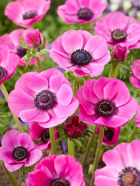 The Anemone Galilee Pink offers radiant pink blooms that will add vibrant color to your garden. These flowers thrive in sunny spots or light shade, bringing joy and excitement to your outdoor space. Easy to grow, they are perfect for both experienced gardeners and beginners. Their lively colors and charm make them ideal for garden borders or cut flower arrangements. Available for Shipping in autumn, the Galilee Pink Anemone is a beautiful addition to any garden.   • Easy To Grow • Popular Cut Fl Japanese Anemone Pink, Pink Anemone Flower, Flowers From Above, Anemones Flower, Flower Garden Aesthetic, Summer Blooming Flowers, Botanical Pictures, Ranunculus Garden, Flat Flowers