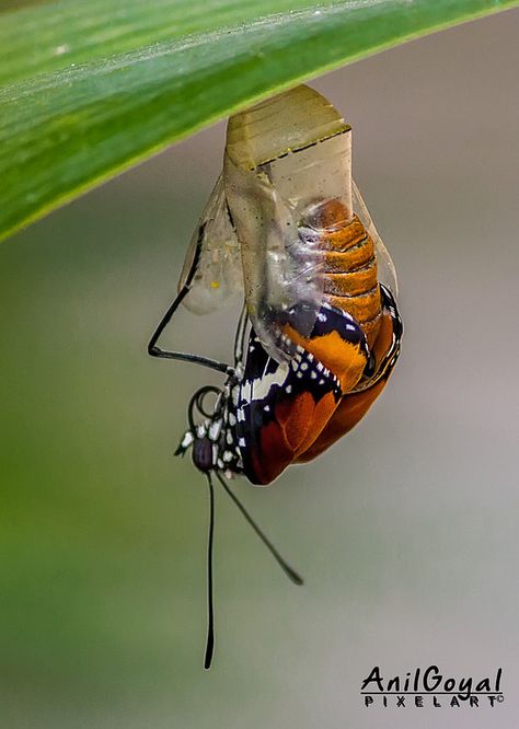 Plain tiger emerging out of Pupa Metamorphosis Tattoo, Butterfly Hatching, Butterfly Life Cycle Craft, Butterfly Cocoon, Metamorphosis Art, Butterfly Metamorphosis, Neon Butterfly, Butterfly Chrysalis, Life Cycle Craft