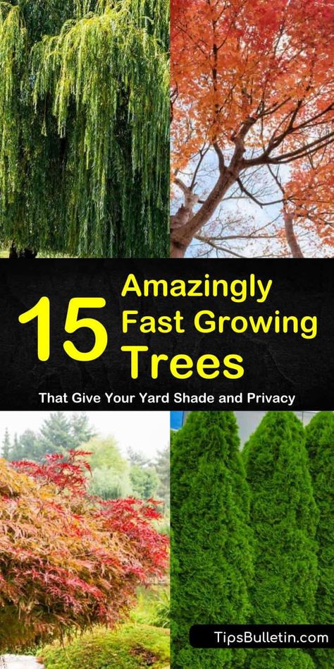 15 Amazingly Fast Growing Trees That Give Your Yard Shade and Privacy Fast Growing Flowering Trees, Fence Trees Ideas, Shade Trees Fast Growing, Best Backyard Trees, Fast Growing Trees For Privacy, Privacy Trees Fast Growing, Fastest Growing Trees, Best Trees For Privacy, Best Shade Trees