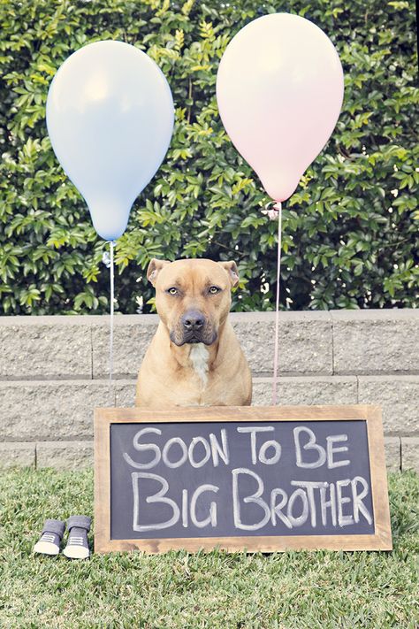 Our Pregnancy Reveal announcement photo idea - soon to be big brother!! Pregnancy Reveal, Pregnancy Reveals, Photo Idea, Big Brother, Photo Inspiration, Labrador Retriever, Labrador, Dogs, Pins