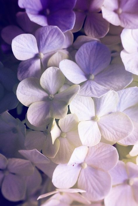 Botanical Photos, Flores Wallpaper, Hydrangea Wallpaper, Roses Photography, Hydrangeas Art, Flowers Purple, Hydrangea Flowers, Foto Art, Hydrangea Flower