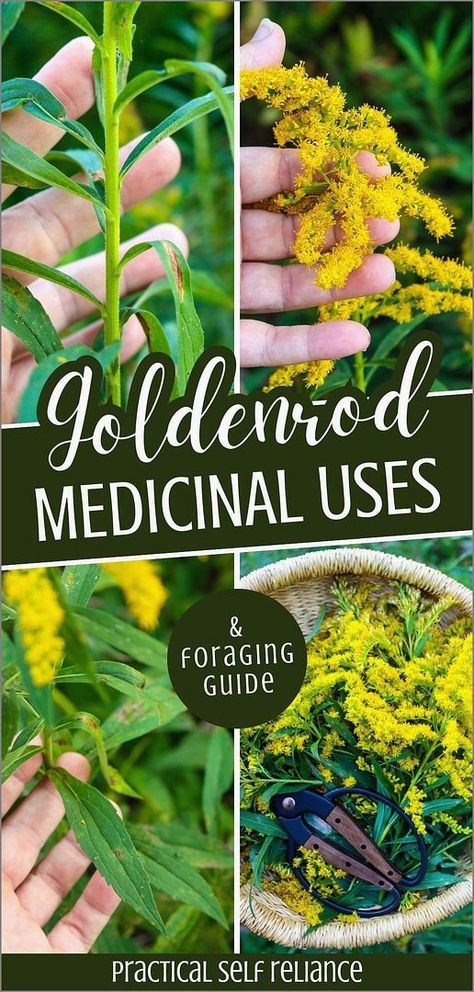 Explore the goldenrod medicinal uses & foraging guide to understand how this wild weed can benefit your health. Used traditionally to address inflammation, urinary problems, and respiratory issues, goldenrod is a powerful addition to any natural medicine cabinet. Learn to identify and safely harvest this beneficial herb. Find more medicinal weeds, herbs for health, natural remedies, and Natural Herbs Medicine at practicalselfreliance.com. Goldenrod Benefits, Foraging For Beginners, Foraging Guide, Medicinal Wild Plants, Medicinal Weeds, Natural Medicine Cabinet, Herbal Medicine Recipes, Wild Food Foraging, Herbal Remedies Recipes