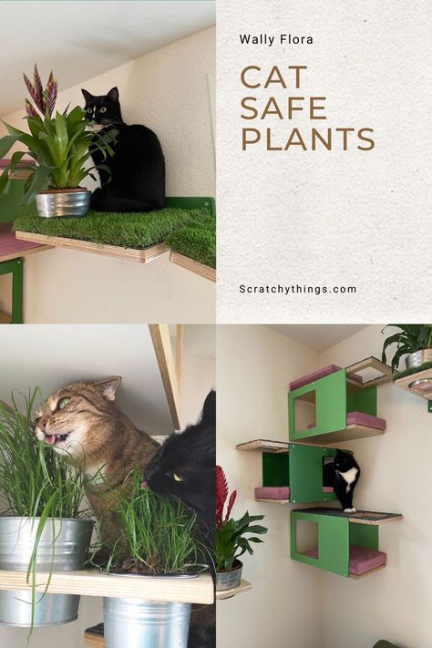 Different uses of cat shelves that have integrated flower pots with cat safe plants and cat grass. Indoor Cat Oasis, Indoor Cat Run Ideas, Cat Wall With Plants, Cat Station Ideas, Indoor Cat Enrichment Diy, Kitten Room Set Up, Cat Enrichment Indoor, Renter Friendly Cat Wall, Cat Entertainment Indoor