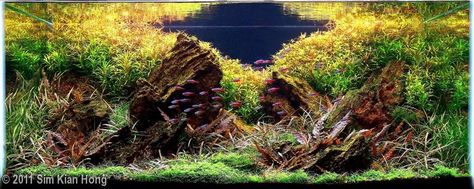 Rotala Rotunlifoli Stone Aquascape, Aquascaping Plants, Goldfish Aquarium, Aquascape Design, Fish Tank Design, Aquatic Garden, Nature Aquarium, Aquascape Aquarium, Reef Aquarium