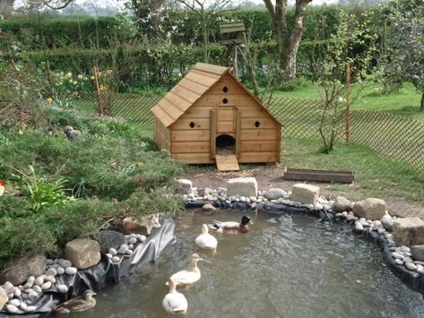 A Simple DIY Duck Pond Will Do Large Duck Pond, Duck Shed Ideas, Large Duck House, Cute Duck House Ideas, Home Duck Pond, Ducks On A Farm, Geese Enclosure, Cute Duck House, Duck Ponds Ideas