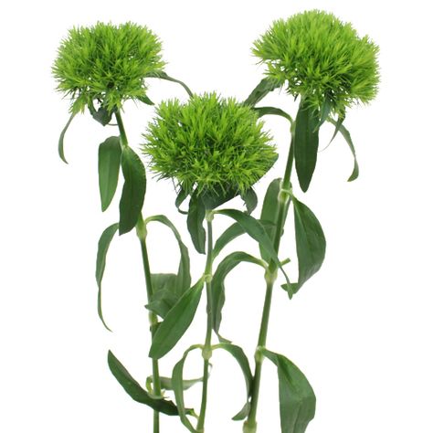 Dianthus ‘Green Trick’ produces unusual green globes of soft, deeply cut petals. It makes an unusual cut flower, its strong stems and large flower heads lasting for several weeks in water. Green Dianthus, Dianthus Flowers, Carnation Flowers, Neutral Wedding Flowers, Sustainable Flowers, Wholesale Flowers Wedding, Cheap Wedding Flowers, Tropical Wedding Flowers, Yosemite Wedding