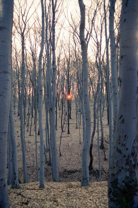 Trees In The Forest, Music Background, Foto Inspiration, Land Art, Beautiful Tree, In The Forest, Arbor, In The Woods, Nature Beauty