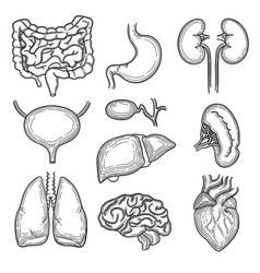 Hand drawn of human organs medical Royalty Free Vector Image Organ Drawings, Ejen Zass, Human Organs, Body Part Drawing, Medical Pictures, Human Organ, Human Body Anatomy, Human Body Parts, Drawing Bag