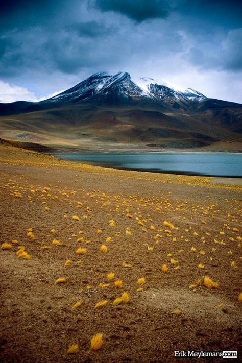 Miscanti Lake, Chile American Landscape, Chile Travel, American Travel, Sunny Yellow, Beautiful Places Nature, Montevideo, South American, Lake View, Bolivia