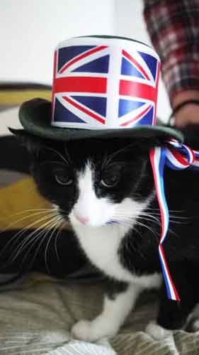 My cat Penguin being patriotic. Happy Diamond Jubilee! Proud to be British ;0) Cat Penguin, Upper Lips, Chris Norman, Patriotic Cat, Bad Teeth, British Flag, Silly Dogs, Union Jack, Proud To Be