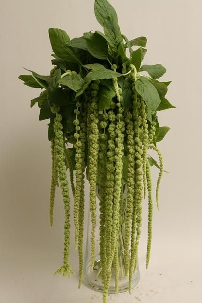 Green amaranthus - good to put on chuppah or structures where i want the flower to "drip" down Green Amaranthus, Flower Names, Plant Drawing, Tall Plants, Amaranth, Deco Floral, Arte Floral, Types Of Flowers, Flower Seeds