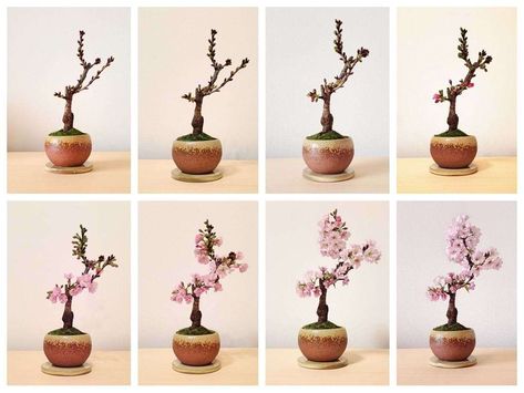 How to Care for Your Cherry Blossom Bonsai Tree Bonsai Cherry Tree, Bonsai From Seed, Sakura Bonsai, Cherry Blossom Bonsai, How To Grow Cherries, Cherry Bonsai, Cherry Blossom Bonsai Tree, Bonsai Care, Bonsai Tree Care