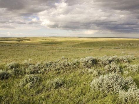 Air Kingdom, Rendering Textures, Land Forms, Plains Landscape, Canadian Prairies, Large Paintings, Great Plains, Central Valley, January 23