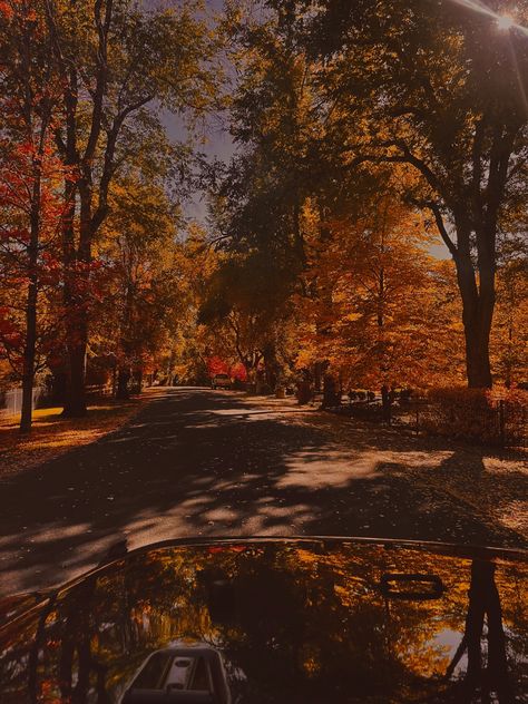 70s Fall Aesthetic, Fall Spotify Playlist Cover, Autumn Playlist Cover, Fall Trees Aesthetic, Fall Playlist Cover, Fall Leaves Aesthetic, Fall In Colorado, Fall Playlist, Fall Aesthetics