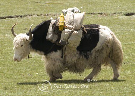 Yak Minotaur, Yak Image, Yak Animal, Tail Of The Yak, Bull Monster, Running In Snow, Animals With Horns, Snow Images, China Image