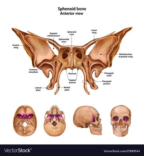 Bone Butterfly, Temporal Bone, Sphenoid Bone, Human Skeleton Anatomy, Skull Anatomy, Anatomy Bones, Physical Therapy Assistant, Forensic Anthropology, Craniosacral Therapy