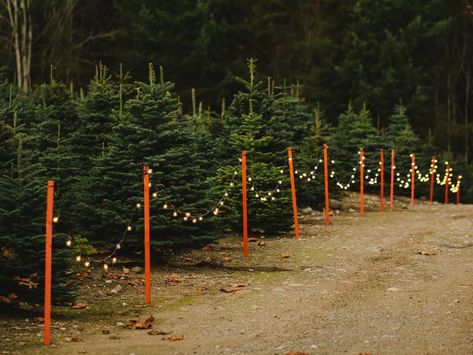 Christmas Tree Farms, Farm Light, Christmas Tree Lots, Farm Business, Christmas Farm, Farm Wedding Venue, Pumpkin Farm, Christmas Tree Shop, Dirt Road