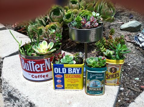 Repurposing old spice tins and coffee cans . Spice Tins Repurposed, Succulent And Cactus Garden, Cactus Garden Ideas, Succulent Garden Ideas, Altered Tins, Succulent Garden Diy, Spice Tins, Colorful Succulents, Sand And Gravel