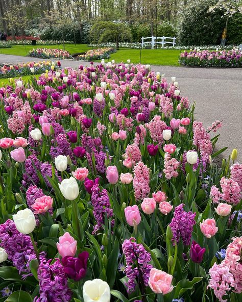 Hyacinths And Tulips, Pretty Flowers Garden, Tulips And Lavender Garden, Tulip And Hyacinth Garden, Tulip Display Gardens, Garden With Tulips, Garden Tulips Ideas, Gardens With Tulips, Tulips In Garden Bed