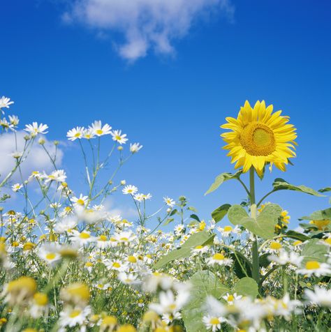 Daisies are a part of the sunflower family, and grow in very similar habitats as their big yellow relatives. Different Types Of Seeds, Sunflower Family, Bellis Perennis, Sunflowers And Daisies, Seed Packaging, Organic Mulch, Great Hobbies, Organic Garden, The Sunflower