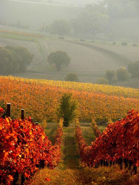 The Vineyard, 수채화 그림, Emilia Romagna, Umbria, Oh The Places Youll Go, In The Fall, Wine Country, Italy Travel, Dream Vacations