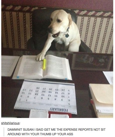 23 Times Tumblr Had Us In Stitches - Wow Gallery Dog Shaming, Silly Dogs, Labrador Puppy, Silly Animals, Funny Animal Pictures, Animal Memes, Funny Dogs, Animal Pictures, Dogs And Puppies