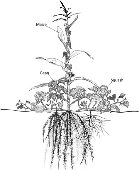 What Plants Grow Well Together, Three Sister Tattoos, Planting Corn, Native American Knowledge, Companion Planting Guide, Sisters Tattoo, Growing Corn, The Three Sisters, Continents And Oceans