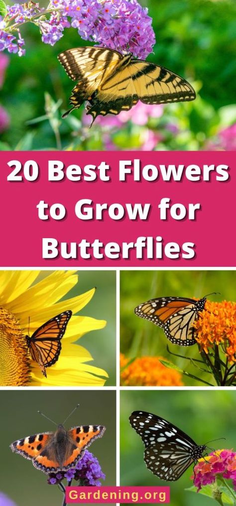 20 Best Flowers to Grow for Butterflies - Gardening Flowers For Butterflies, Flowers That Attract Butterflies, Monarch Butterfly Garden, Attracting Butterflies, Butterfly Garden Plants, Plants That Attract Butterflies, Flowers To Grow, Butterfly Garden Design, Butterfly Habitat