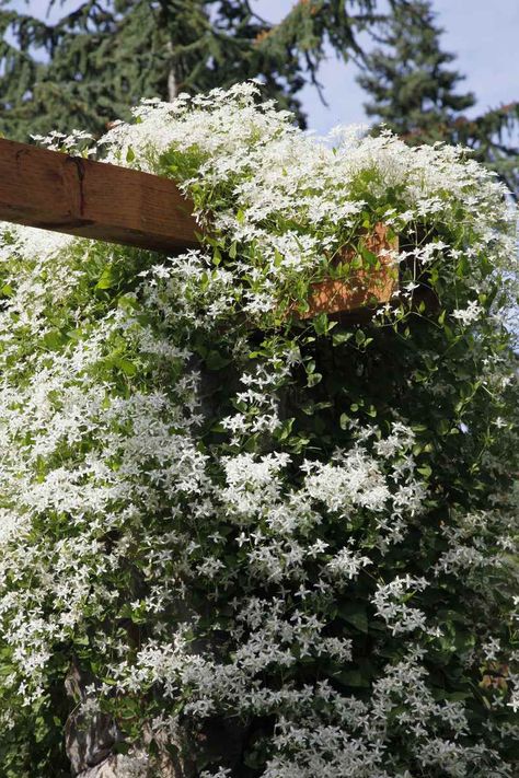 Sweet Autumn Clematis Sweet Autumn Clematis, Autumn Clematis, Clematis Vine, Garden Vines, Garden Wallpaper, Plant Photography, Climbing Vines, White Garden, Plant Wallpaper