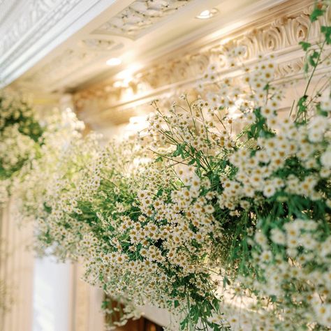 The biggest daisy chain we ever made! #daisies #daisychain #floralinstallation #fineartflowers #floralart #artinstallation Chamomile Floral Arrangement, Daisy Wedding Decorations, Daisy Wedding Theme, Daisy Wedding Flowers, Church Wedding Decorations, Daisy Wedding, Yellow Daisies, Madison Park, Wedding Aisle