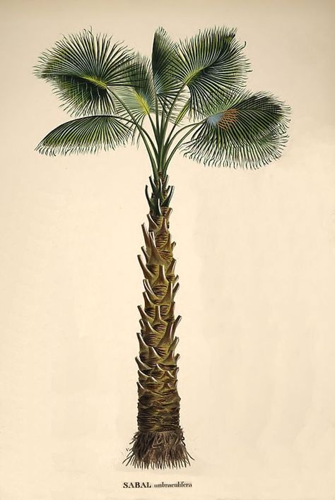 Sabal palmetto from von Martius' "Historia naturalis palmarum" Botany Illustration, Palmetto Tree, Botanical Drawing, Palm Tree Art, Drawing Wallpaper, Tropical Foliage, Botanical Painting, Scientific Illustration, Tropical Art