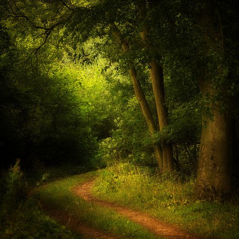 Woodland Track Woodland Path, Natures Path, Garden Estate, Genius Loci, Single Tree, Green Country, Back Road, Gods Creation, The Square