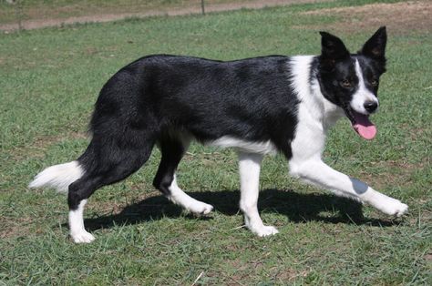 Border Collie Shorthair Border Collie Short Hair, Short Hair Border Collie, Short Haired Border Collie, Doggy Quotes, Collie Breeds, Haircut Styles, Border Collie Dog, Border Collies, Dog Gear