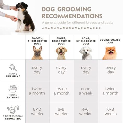 Post Image Dog Grooming At Home, Dog Grooming Salon Decor, Grooming Salons, Pet Grooming Business, Mobile Pet Grooming, Grooming Hacks, Grooming Ideas, Dog Grooming Shop, Dog Grooming Salons