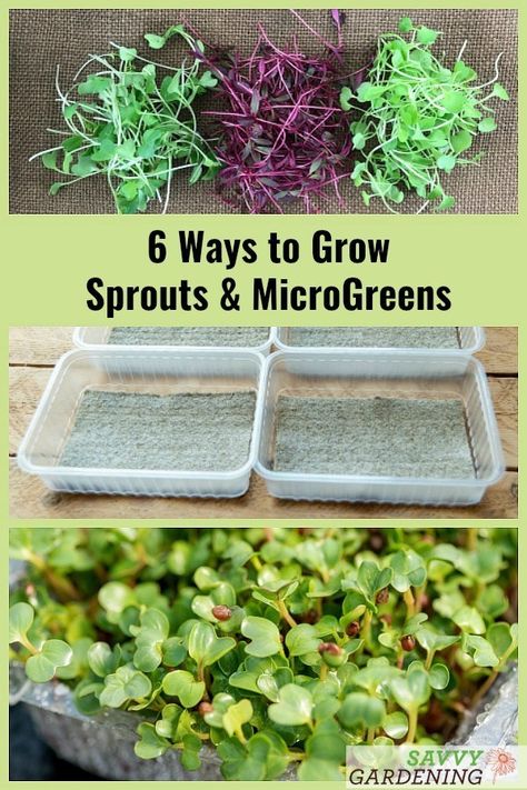 How to Grow Broccoli Sprouts & Microgreens: 6 Methods for Success Micro Gardening, Harvest Foods, How To Grow Broccoli, Plant Knowledge, Grow Sprouts, Grow Broccoli, Microgreens Garden, Veggies Garden, Microgreens Growing