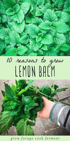 Growing Lemon Balm, Log Garden, Grow Lemon, Plantarea Legumelor, Trellis Garden, How To Grow Lemon, Planters Garden, Bar Garden, Medicinal Herbs Garden