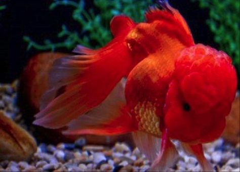 Goldfish Oranda, Goldfish Species, Lionhead Goldfish, Comet Goldfish, Aquarium Filters, Oranda Goldfish, Goldfish Aquarium, Fancy Goldfish, Fancy Fish