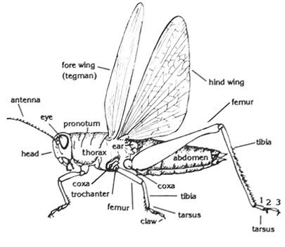 Insect Body Parts Insect Body Parts, Insects For Kids, Insect Anatomy, Entomology Art, Museum Ideas, Animal Classification, Biology Art, Cardboard Sculpture, Study Ideas