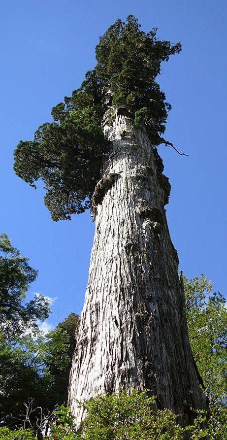 Lords Of The Rings, Weird Trees, Tree Species, Giant Tree, Old Tree, Old Trees, Ancient Tree, Unique Trees, Tree Photography