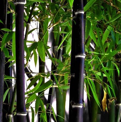 Live Black Bamboo Plant - BOGO SALE, XL Live Bamboo, Zen Garden, Koi Pond… Bamboo Zen Garden, Garden Privacy Fence, Black Bamboo Plant, Pond Backyard, Phyllostachys Nigra, Bamboo Landscape, Luxury Landscape, Bamboo Seeds, Bamboo Privacy