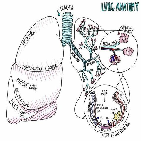 Lung Anatomy #medicalschool #resources #medicalstudent - Image Credits: Thalia Lungs Notes Anatomy, Lung Anatomy Notes, Respiratory Diagram, Vet Anatomy Notes, Paramedic Revision, Lungs Notes, The Lungs Anatomy, Histology Notes, Larynx Anatomy