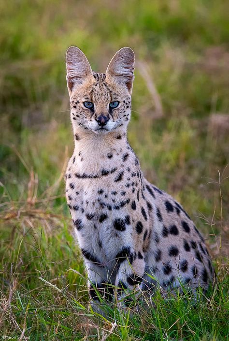 Amboseli Kenya, Serval Cat, African Cats, Big Cats Photography, Small Wild Cats, Serval Cats, Cat Species, Exotic Cats, Cat Photography