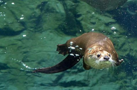 River Otter Aesthetic, Header Twitter Sea, Otter Therian, Giant Otter, Giant River Otter, Otter Drawing, River Otters, National Geographic Photography, Otters Cute